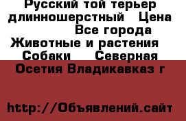 Русский той-терьер длинношерстный › Цена ­ 7 000 - Все города Животные и растения » Собаки   . Северная Осетия,Владикавказ г.